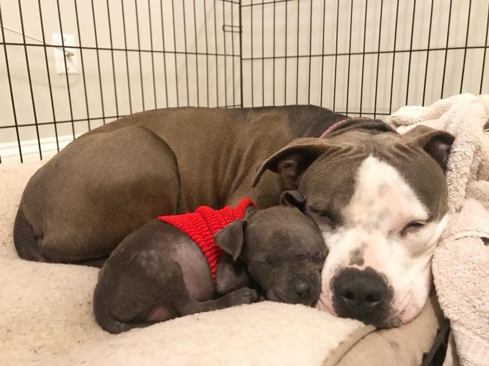 Illustration de l'article : Triste d’avoir perdu ses bébés, cette chienne Pitbull câline des objets