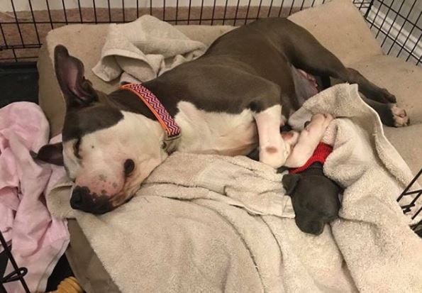Illustration de l'article : Triste d’avoir perdu ses bébés, cette chienne Pitbull câline des objets