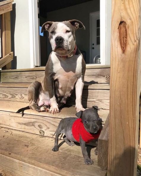 Illustration de l'article : Triste d’avoir perdu ses bébés, cette chienne Pitbull câline des objets