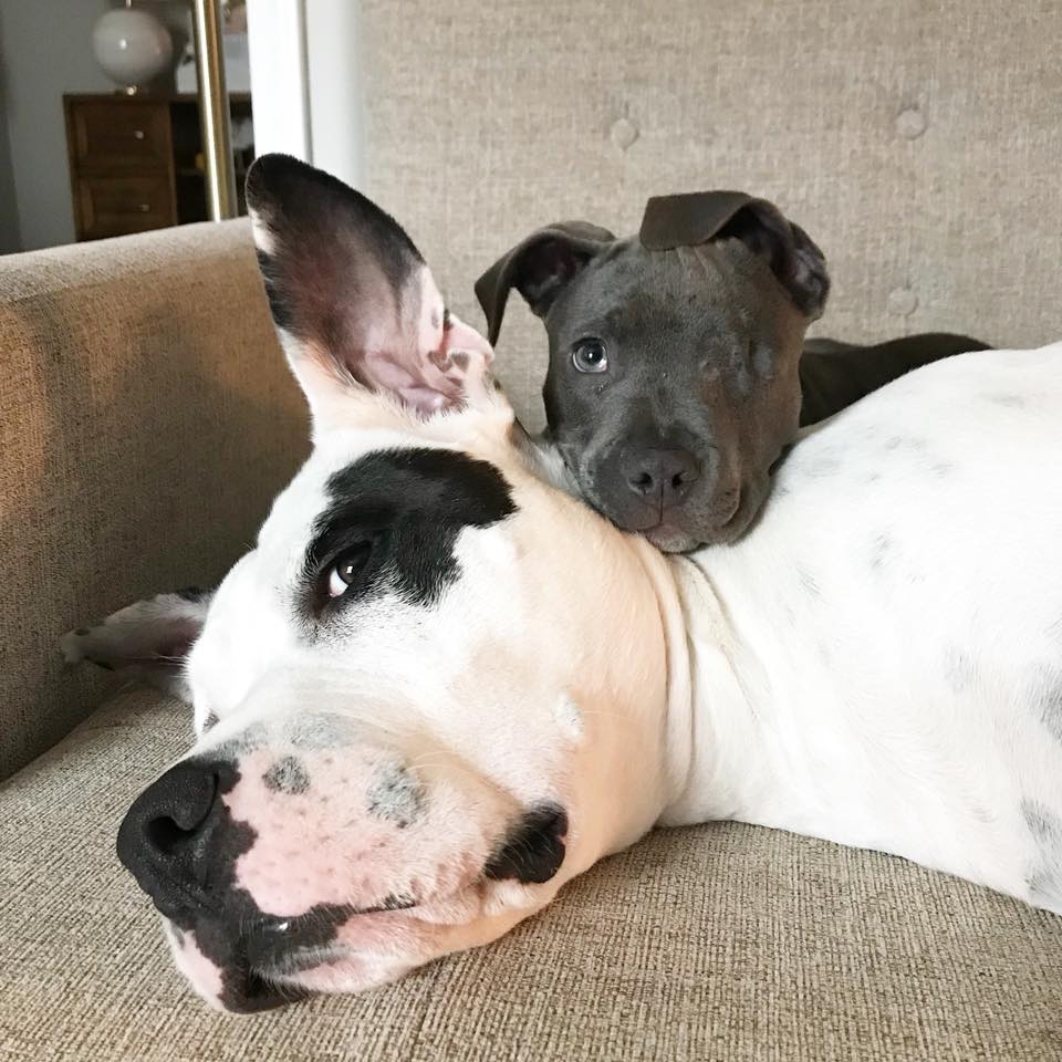Illustration de l'article : Triste d’avoir perdu ses bébés, cette chienne Pitbull câline des objets