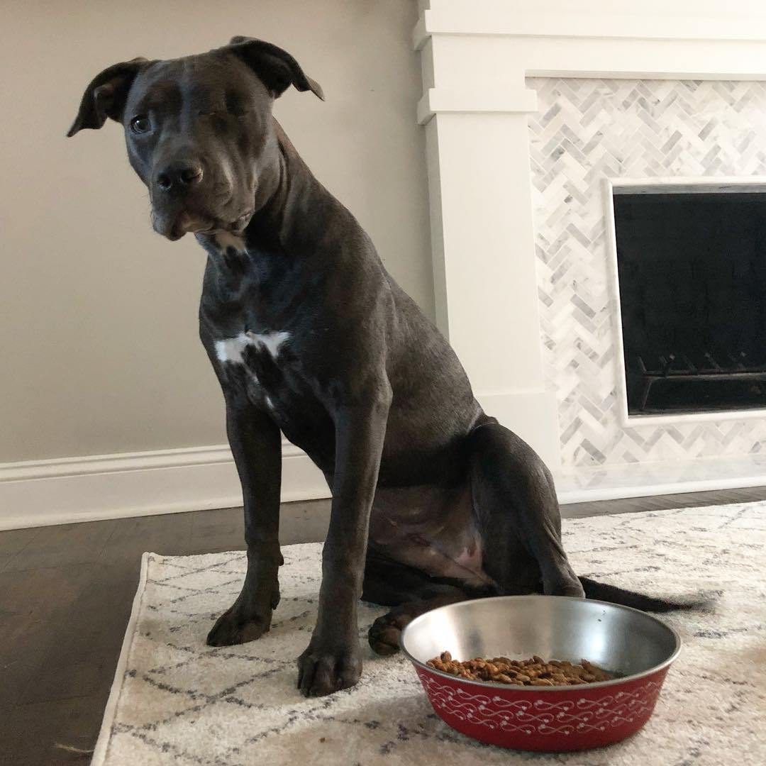 Illustration de l'article : Triste d’avoir perdu ses bébés, cette chienne Pitbull câline des objets
