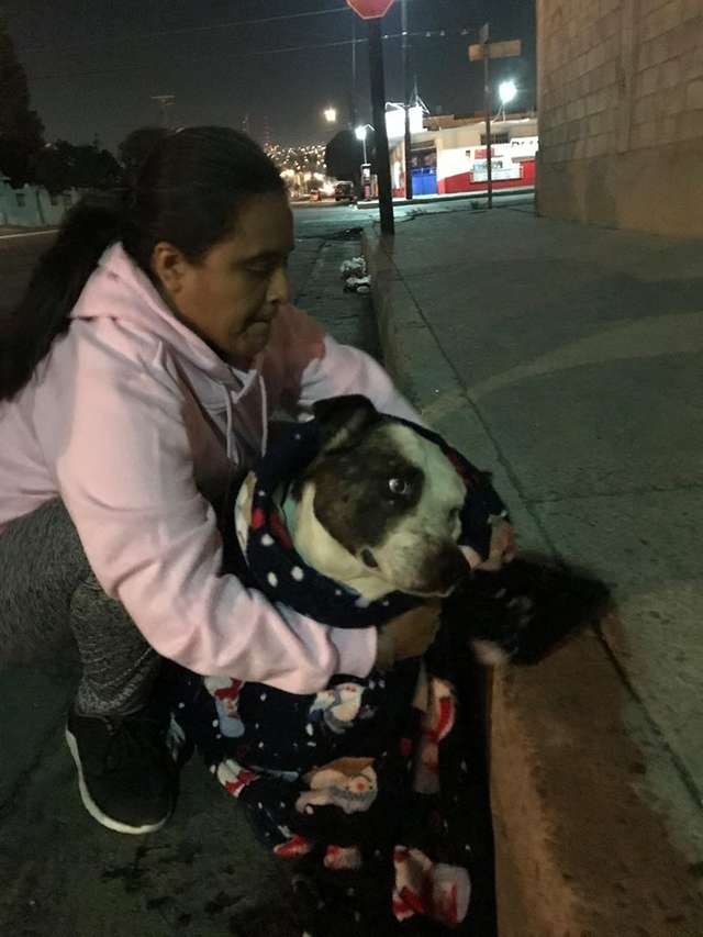 Illustration de l'article : Un chien errait, une tumeur à l’oreille, 3 femmes s'arrêtent pour lui sauver la vie 