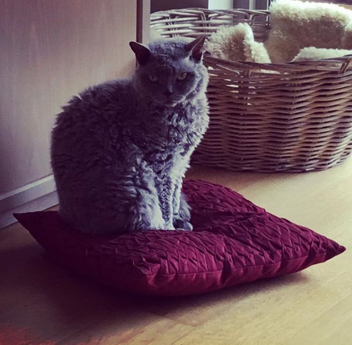 Photos De Chats Moutons Qui Vous Donneront Envie De Caresser L Ecran Photos De Chats Moutons Qui Vous Donneront Envie De Caresser L Ecran
