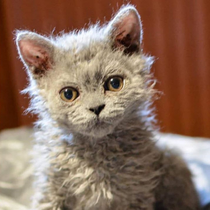Photos De Chats Moutons Qui Vous Donneront Envie De Caresser L Ecran
