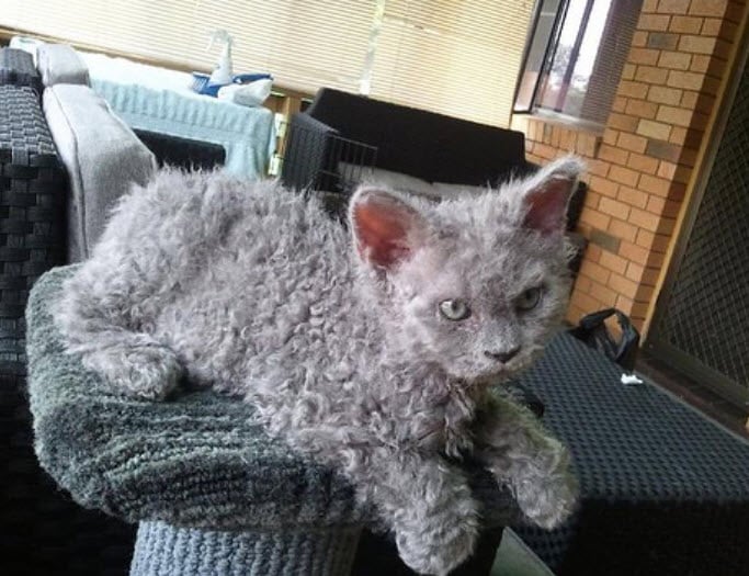 Photos De Chats Moutons Qui Vous Donneront Envie De Caresser L Ecran Photos De Chats Moutons Qui Vous Donneront Envie De Caresser L Ecran