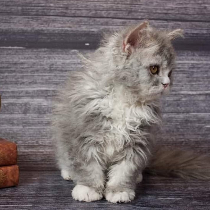 Photos De Chats Moutons Qui Vous Donneront Envie De Caresser L Ecran Photos De Chats Moutons Qui Vous Donneront Envie De Caresser L Ecran