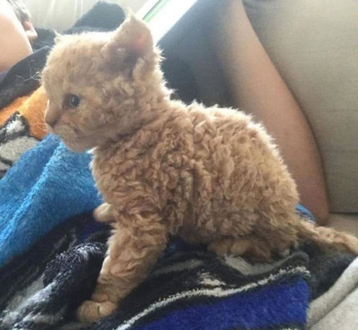 Photos De Chats Moutons Qui Vous Donneront Envie De Caresser L Ecran Photos De Chats Moutons Qui Vous Donneront Envie De Caresser L Ecran