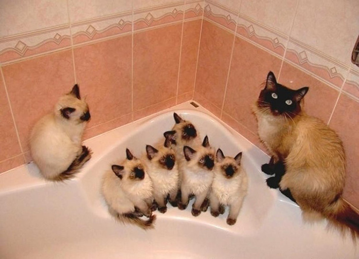 Illustration de l'article : 19 photos de chiennes et chattes devenues mamans et ravies de vous présenter leurs petits