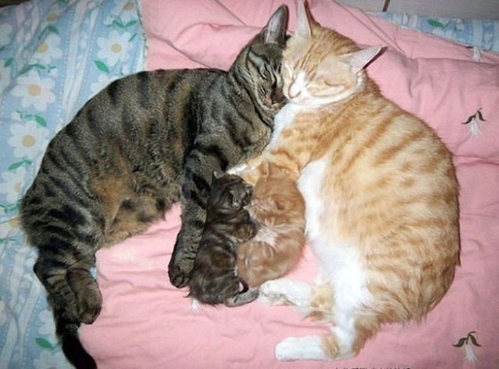 Illustration de l'article : 19 photos de chiennes et chattes devenues mamans et ravies de vous présenter leurs petits