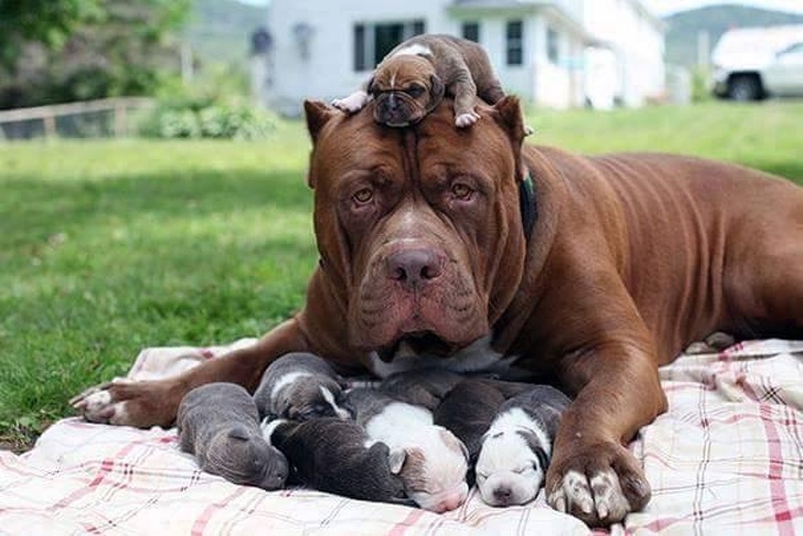 Illustration de l'article : 19 photos de chiennes et chattes devenues mamans et ravies de vous présenter leurs petits