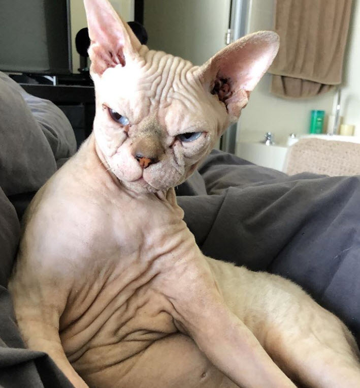 Photos Qui Prouvent Que Les Chats Nus Ont Ce Petit Quelque Chose De Plus Qui Fait Qu On Les Adore Photos Qui Prouvent Que Les Chats Nus Ont Ce Petit Quelque Chose De Plus Qui Fait Qu On Les Adore