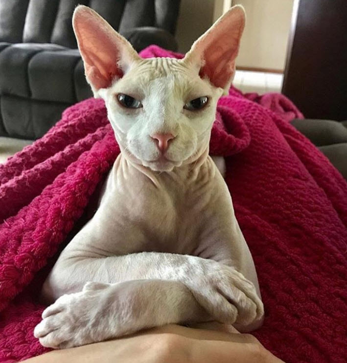 Photos Qui Prouvent Que Les Chats Nus Ont Ce Petit Quelque Chose De Plus Qui Fait Qu On Les Adore Photos Qui Prouvent Que Les Chats Nus Ont Ce Petit Quelque Chose De Plus Qui Fait Qu On Les Adore