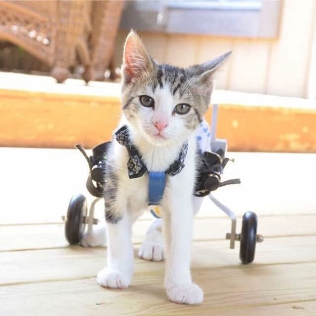 Un Chaton Paralyse Recoit Un Chariot Sur Mesure Et Reapprend Les Joies De La Mobilite