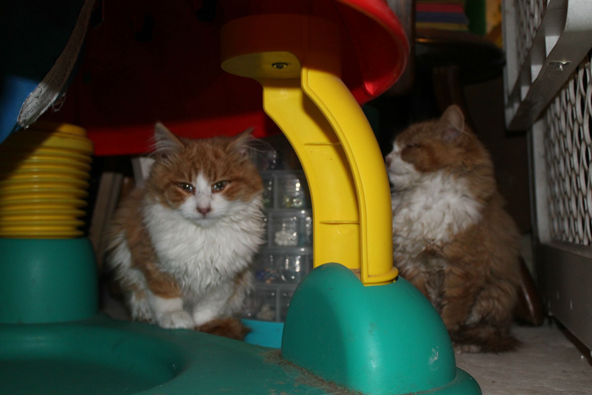 Illustration de l'article : Un automobiliste découvre, par hasard, 2 chatons abandonnés dans la neige 