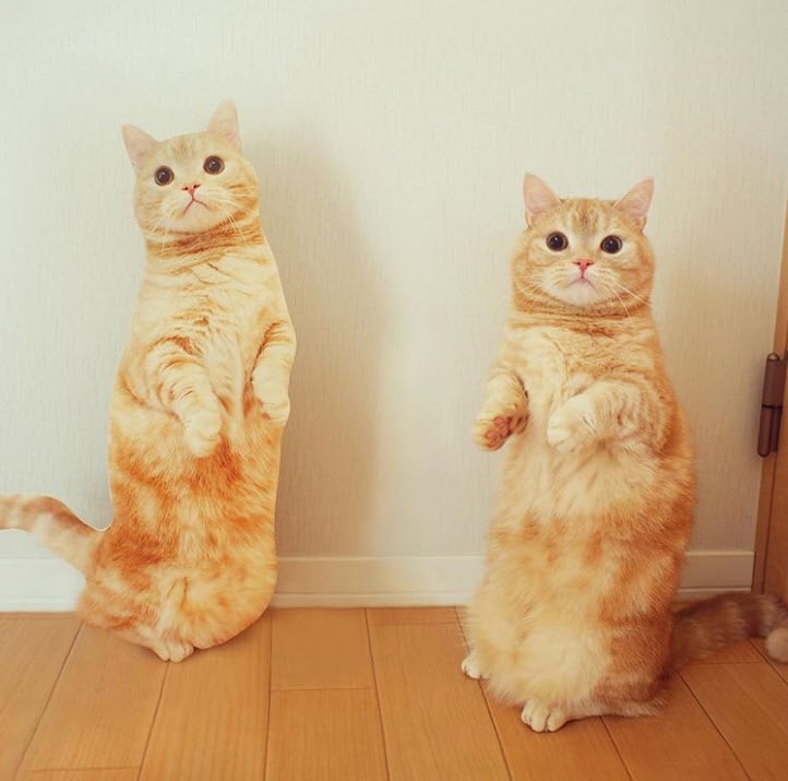 Vous Voulez Un Eternel Chaton Le Munchkin Est Fait Pour Vous La Preuve En 12 Images Vous Voulez Un Eternel Chaton Le Munchkin Est Fait Pour Vous La Preuve En 12 Images