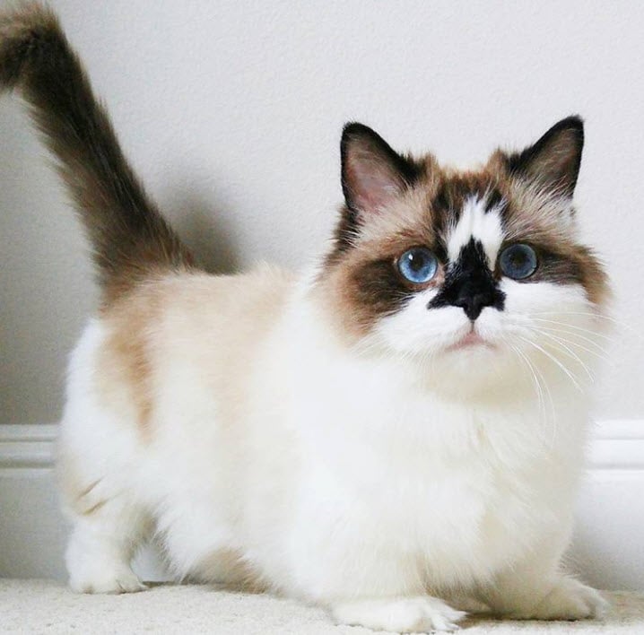 Vous Voulez Un Eternel Chaton Le Munchkin Est Fait Pour Vous La Preuve En 12 Images