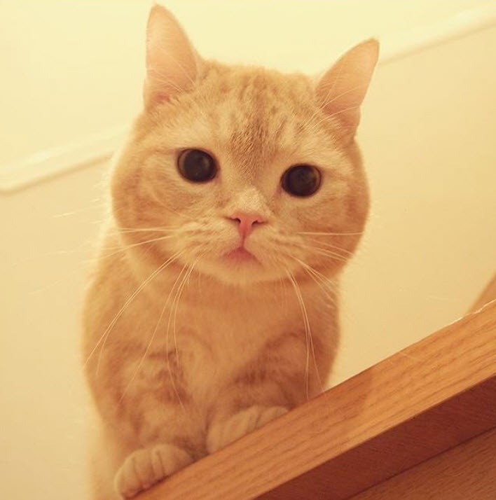 Vous Voulez Un Eternel Chaton Le Munchkin Est Fait Pour Vous La Preuve En 12 Images