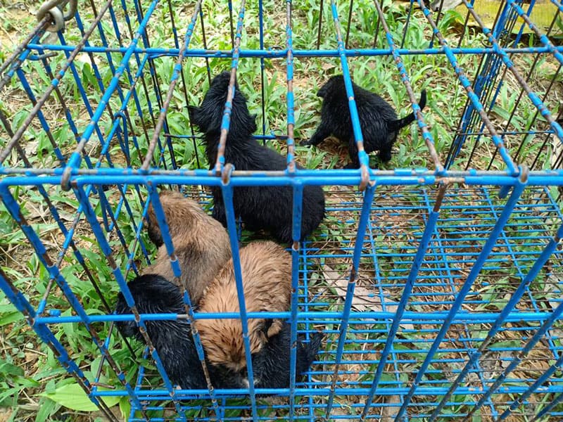 Illustration de l'article : Coincé dans le fond d'un puits, ces 5 chiots ne pouvaient se sortir de la boue !