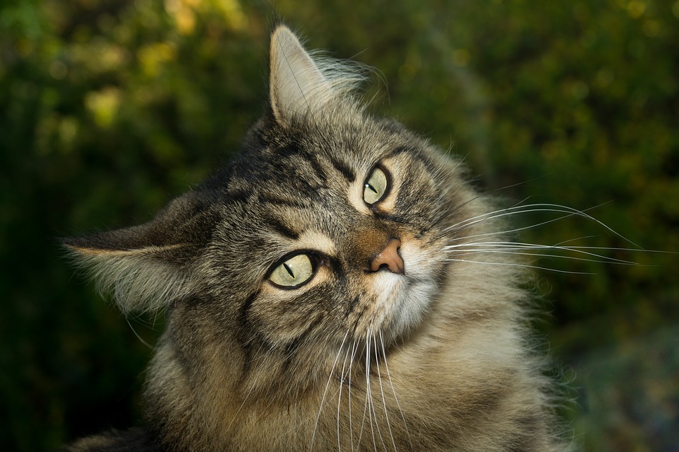 Illustration de l'article : 6 races de grands chats qui ont beaucoup de succès auprès des familles