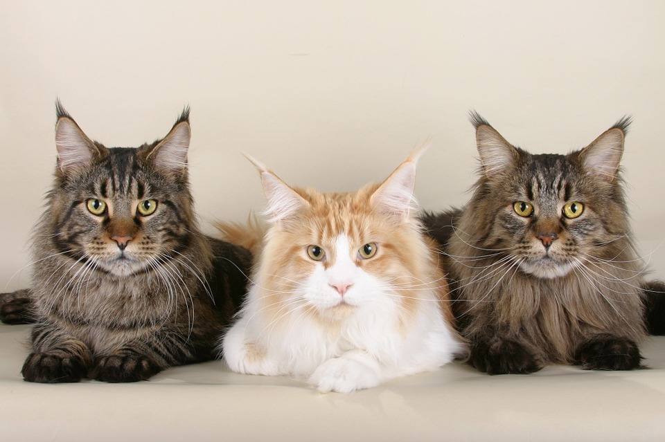 Illustration de l'article : 6 races de grands chats qui ont beaucoup de succès auprès des familles