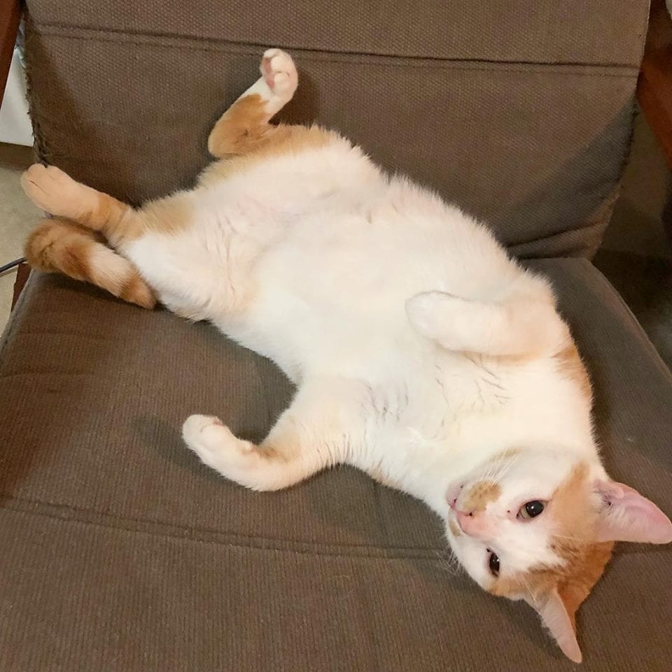 Illustration de l'article : Ce chaton à la mâchoire cassée semblait condamné, mais une femme au grand cœur a cru en lui