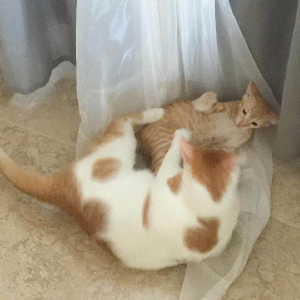 Illustration de l'article : Ce chaton à la mâchoire cassée semblait condamné, mais une femme au grand cœur a cru en lui