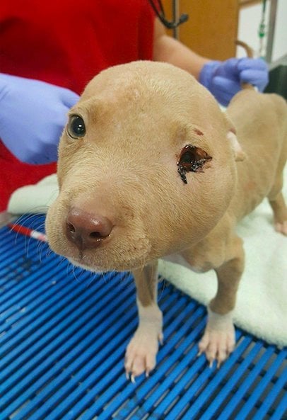 Illustration de l'article : Attaqué par un congénère, ce chiot pitbull sous-nourri et malade a droit à un nouveau départ