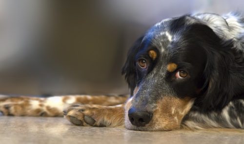 Illustration de l'article : 5 faits que votre chien peut remarquer chez vous 