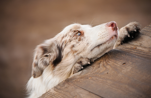 Illustration de l'article : 5 faits que votre chien peut remarquer chez vous 
