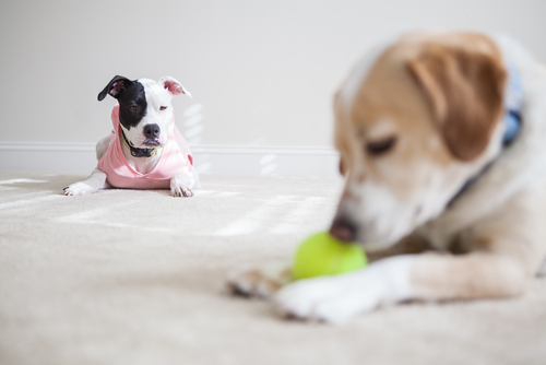 Illustration de l'article : 5 faits que votre chien peut remarquer chez vous 