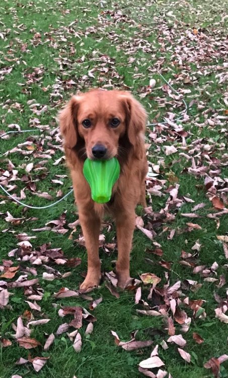 Illustration de l'article : Effrayé à l'idée de prendre un bain, ce chien soutient ses propriétaires quand vient leur tour