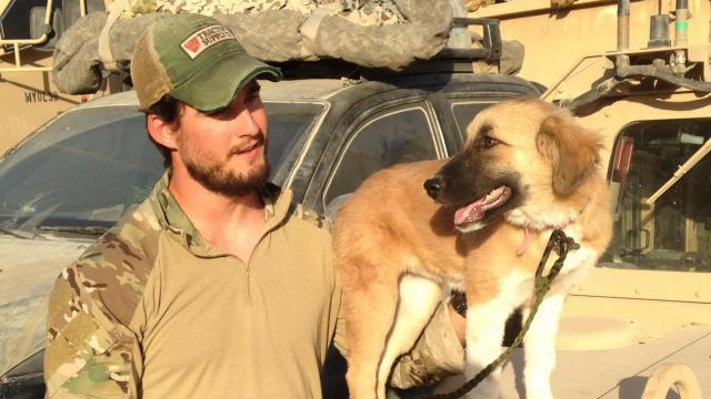 Illustration de l'article : Etats-Unis : Un soldat retrouve le chien qu’il avait adopté lors de son déploiement