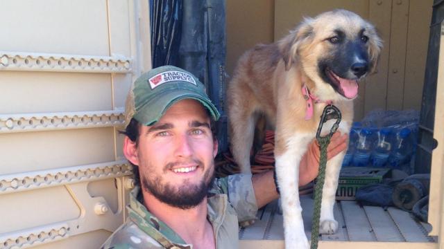 Illustration de l'article : Etats-Unis : Un soldat retrouve le chien qu’il avait adopté lors de son déploiement
