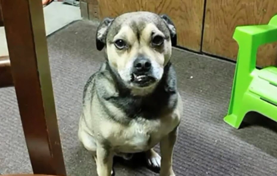 Endeuillée, une jeune femme cherche le chien perdu de ses parents