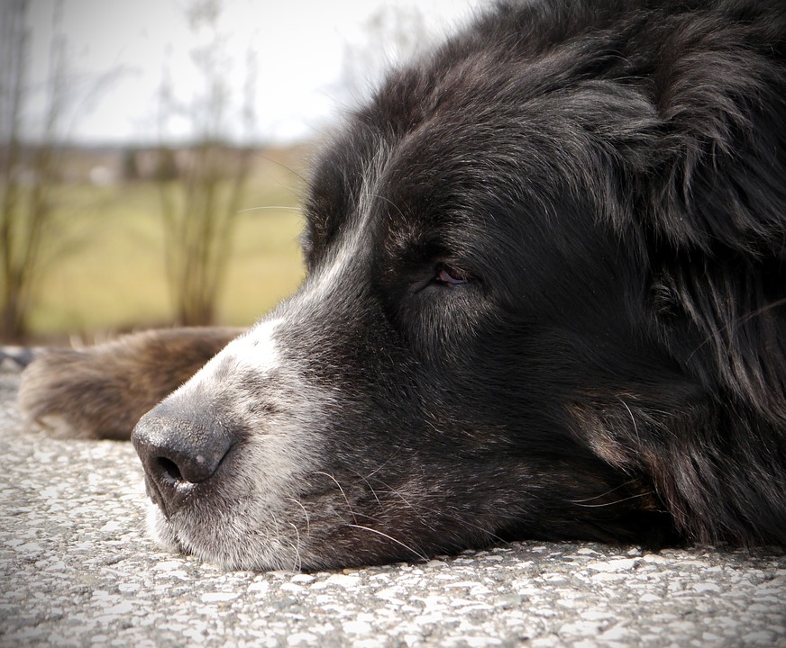 Illustration de l'article : 8 changements auxquels l'on doit s'attendre quand son chien vieillit