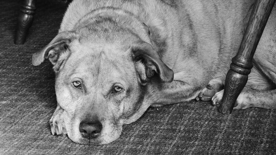 Illustration de l'article : 8 changements auxquels l'on doit s'attendre quand son chien vieillit