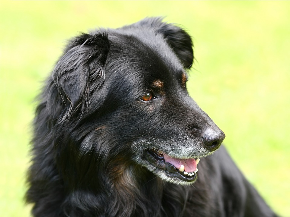 Illustration de l'article : 8 changements auxquels l'on doit s'attendre quand son chien vieillit