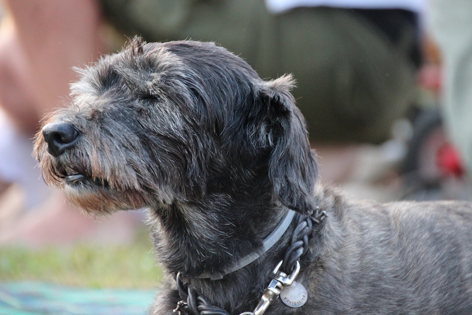Illustration de l'article : 8 changements auxquels l'on doit s'attendre quand son chien vieillit