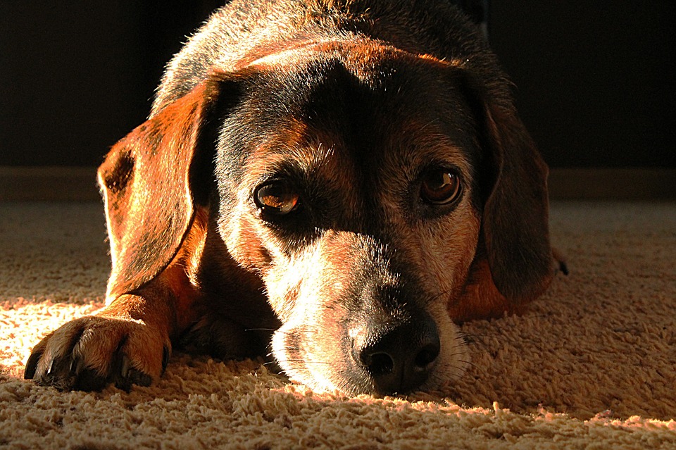 Illustration de l'article : 8 changements auxquels l'on doit s'attendre quand son chien vieillit