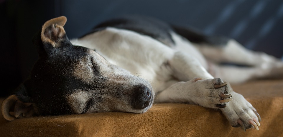 Illustration de l'article : 8 changements auxquels l'on doit s'attendre quand son chien vieillit