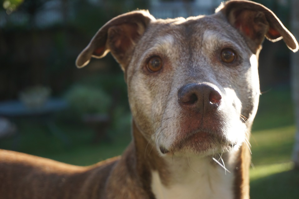 Illustration de l'article : 8 changements auxquels l'on doit s'attendre quand son chien vieillit