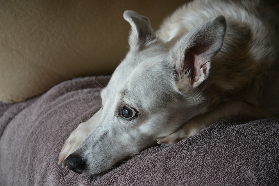 Illustration de l'article : 8 changements auxquels l'on doit s'attendre quand son chien vieillit