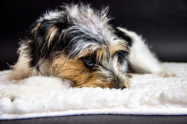 Illustration de l'article : 8 signes qui montrent que votre chien ne va pas bien