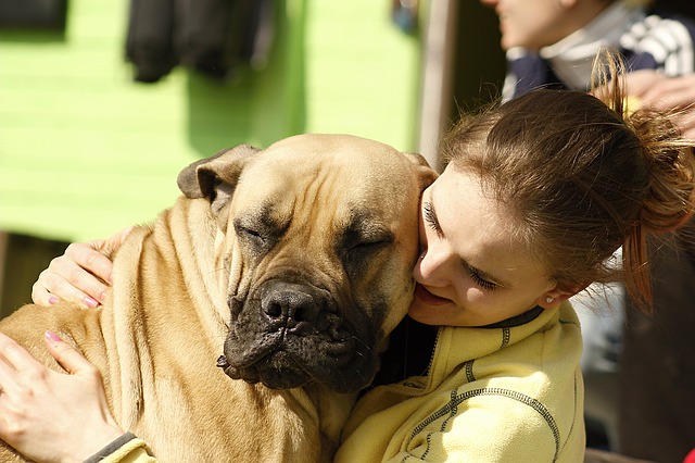 Illustration de l'article : 8 signes qui montrent que votre chien ne va pas bien