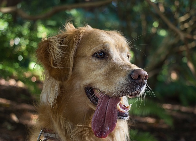 Illustration de l'article : 8 signes qui montrent que votre chien ne va pas bien