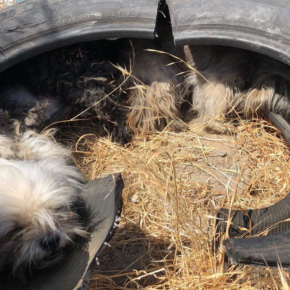 Illustration de l'article : Trouvant refuge dans un vieux pneu, ces 3 chiens n'avaient que peu de chances d'être secourus