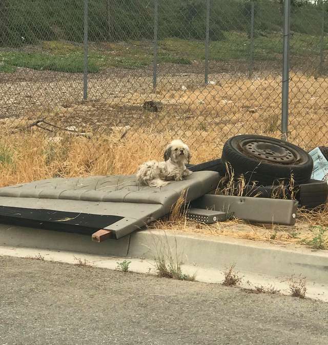 Illustration de l'article : Trouvant refuge dans un vieux pneu, ces 3 chiens n'avaient que peu de chances d'être secourus