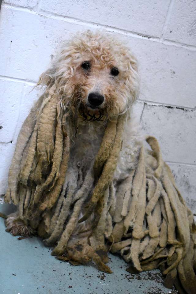 Illustration de l'article : Un chien arrive devant un refuge avec des dreadlocks et 5 kg de fourrure !