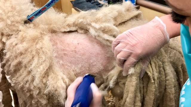 Illustration de l'article : Un chien arrive devant un refuge avec des dreadlocks et 5 kg de fourrure !