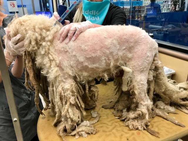 Illustration de l'article : Un chien arrive devant un refuge avec des dreadlocks et 5 kg de fourrure !